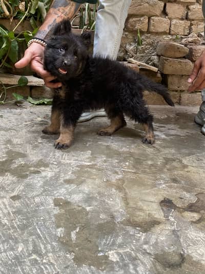 German shepherd puppy