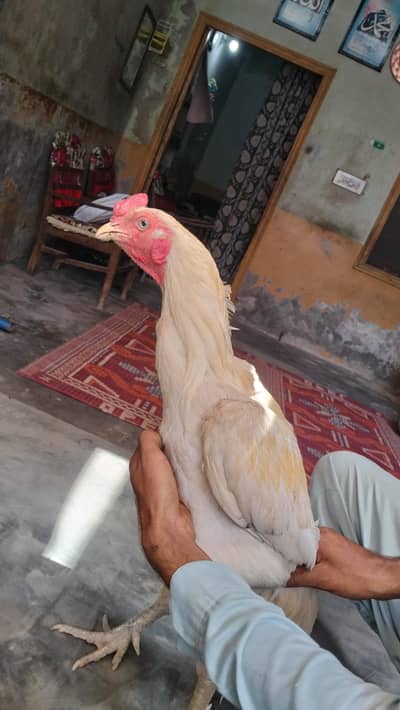 Sindhi Heera breed