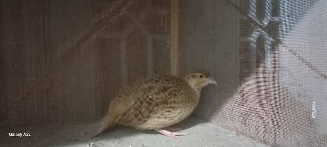 irani teetar
