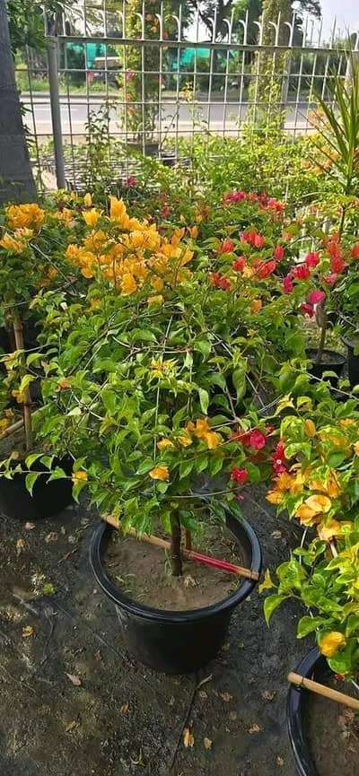 3 Fruits Plants Rs1299 | Lemon + Guava + Pomegranate | Lahore COD