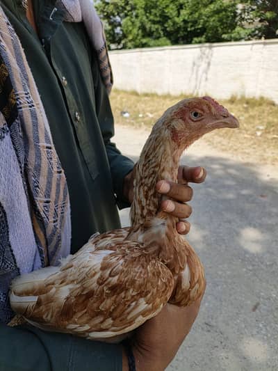 Aseel krock female hai  video mil jaye ge jis ne Leni hai rabta kray