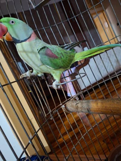 Raw Parrot for sale