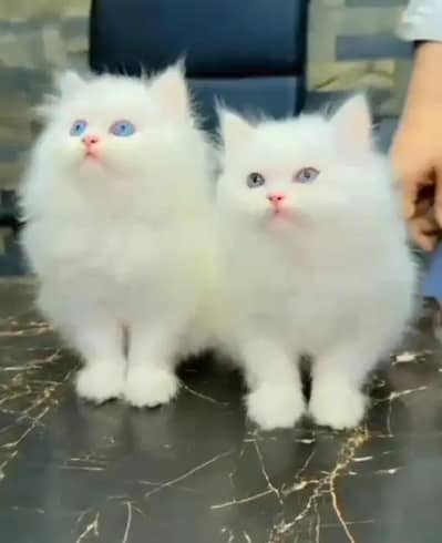 (Persian female kitten) (for sale all) (Pakistan delivery available)
