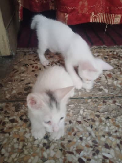Kittens Available in Rawalpindi