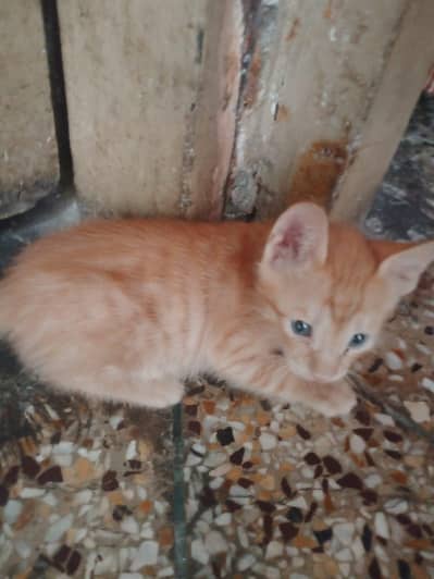 Kitten Available in Rawalpindi