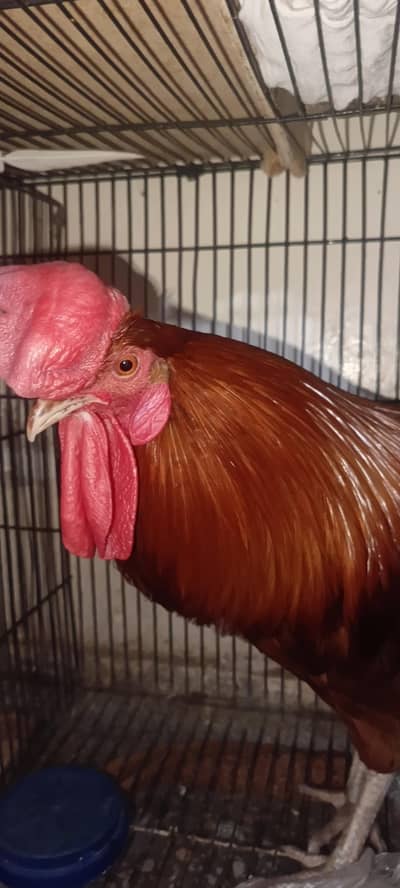 Golden Daisi Murgha for sell