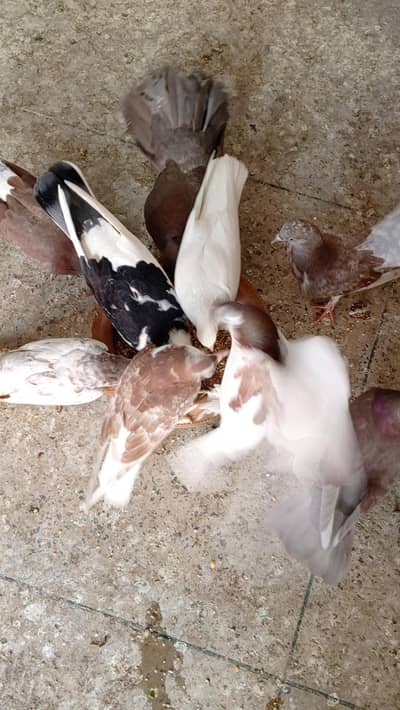Multi Color Fancy Pigeons