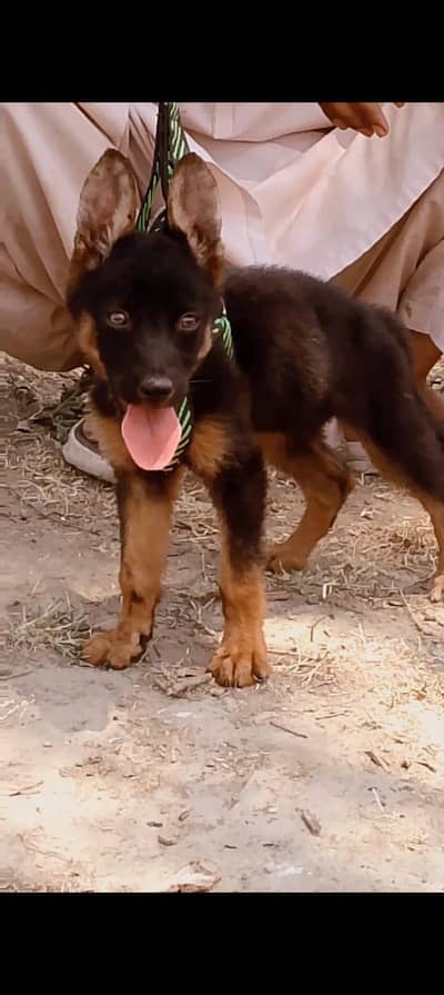 German Shepherd double coat female 2 month pouchel