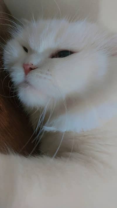  Pure Persian Cat for Sale  | Healthy & Beautiful 