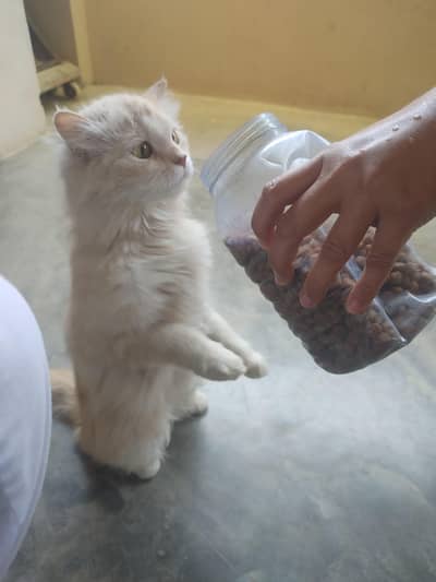 Long hair cat