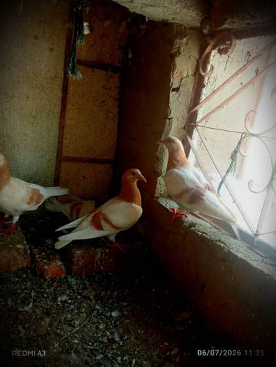 yellow qasid pair