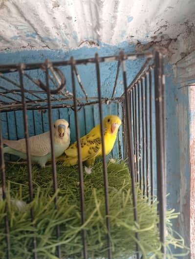 australian ready to first breed pairs sale exchange possible finches