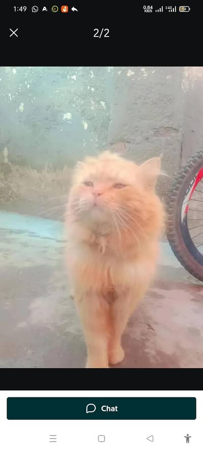 persian cat