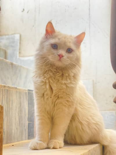Persian female for sale