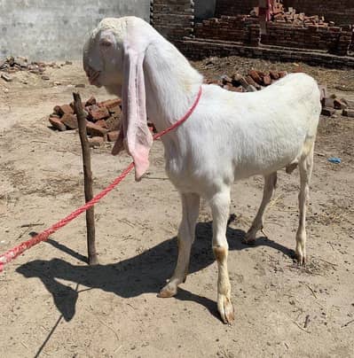 pure rajanpuri Bakra