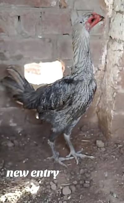 Pure Burmi madi available