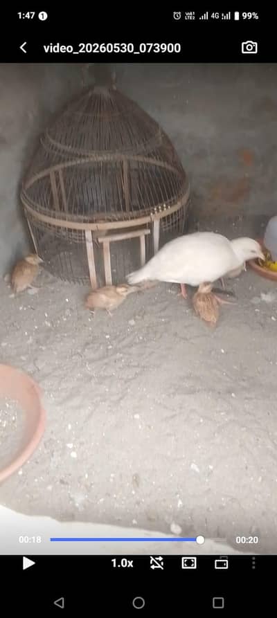 Pure White Teetar Chicks 3/0/6/4/1/8/9/5/9/8