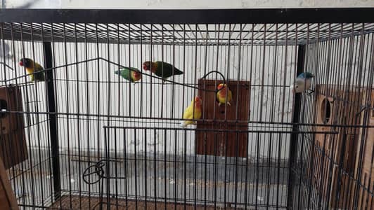 Love Birds 4 Pair with two Cages for Sale
