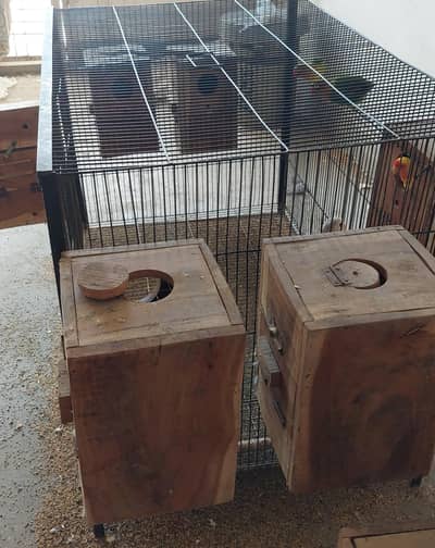 Love Birds 4 Pair with two Cages for Sale