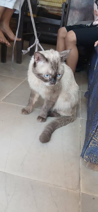 siamese cat