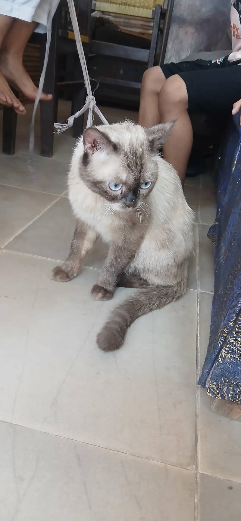 siamese cat 0
