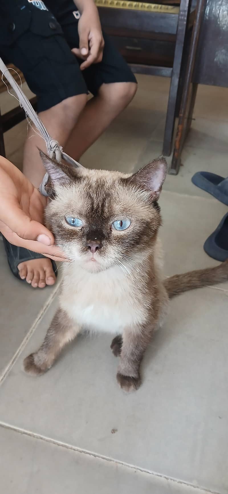 siamese cat 1
