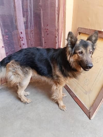 Belgian Shepherd