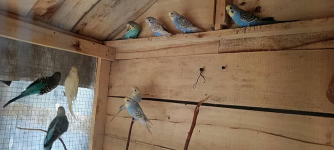 budgies