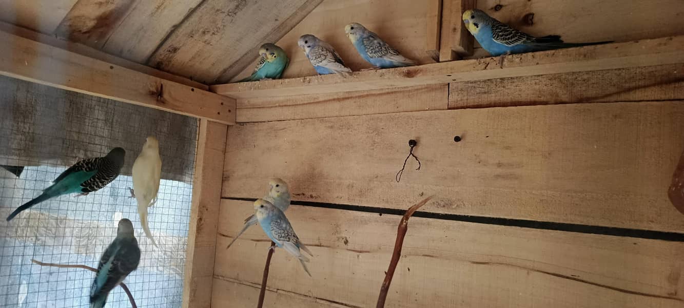 budgies 0