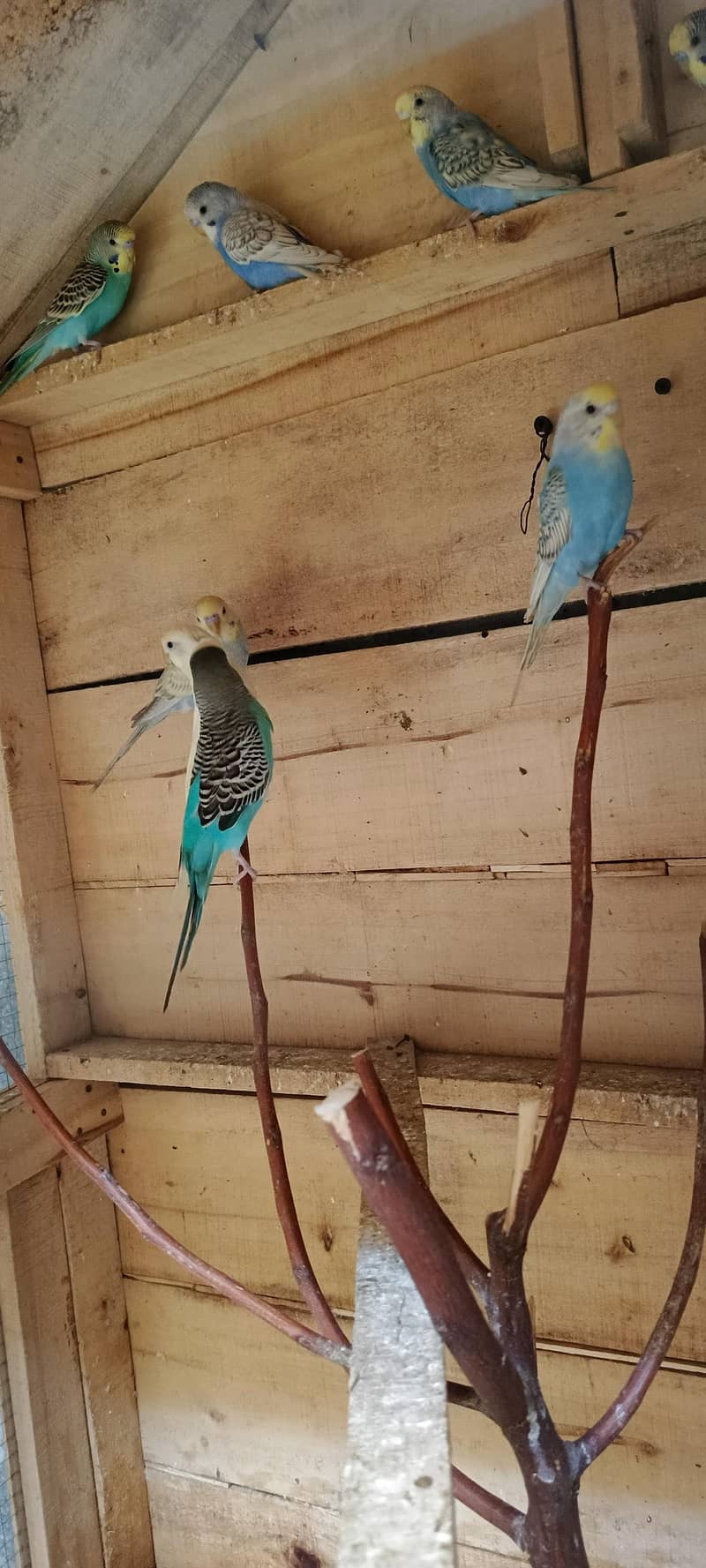 budgies 1
