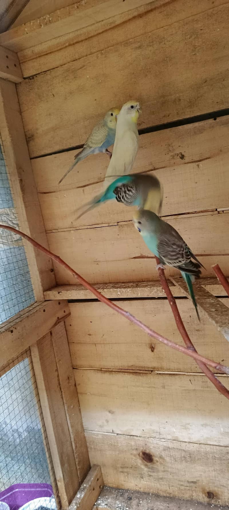 budgies 2