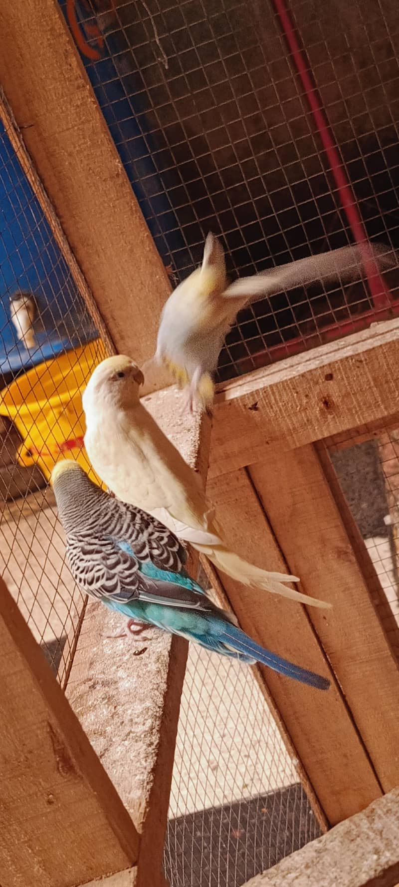 budgies 3