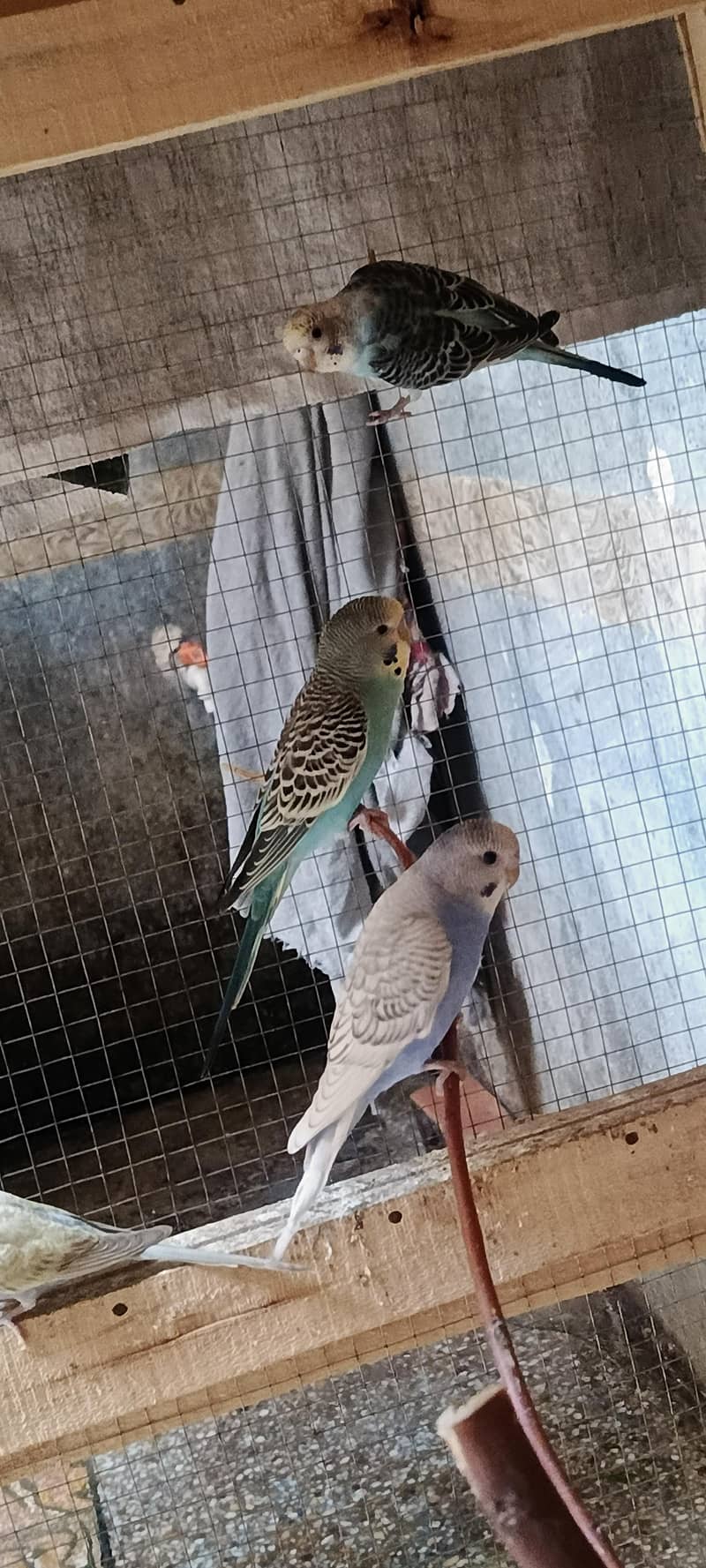 budgies 4