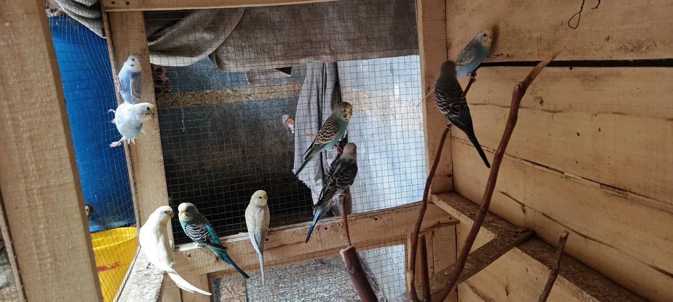 budgies 5
