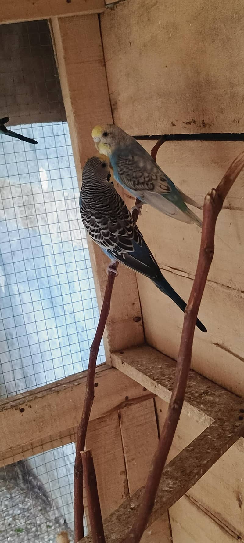 budgies 6