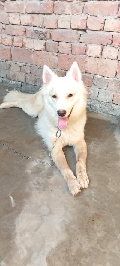 Alsatian Male