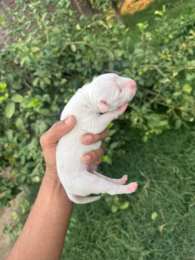 ​Pure White Gultair Puppies Pink Nose