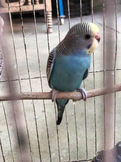Beautiful 7 Budgies For Sale