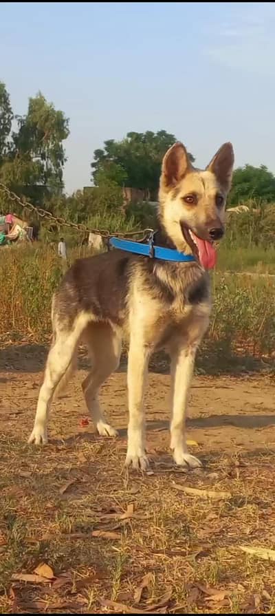 Bhagyari Alsatian / Bhagyari Alsatian female | GSD | 03710650082