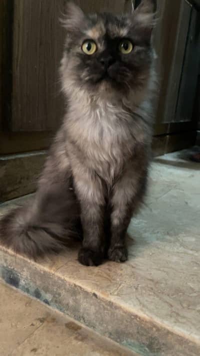 Persian cat