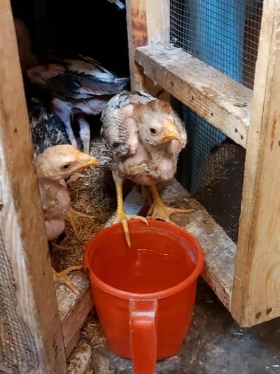 JAWA Aseel chicks