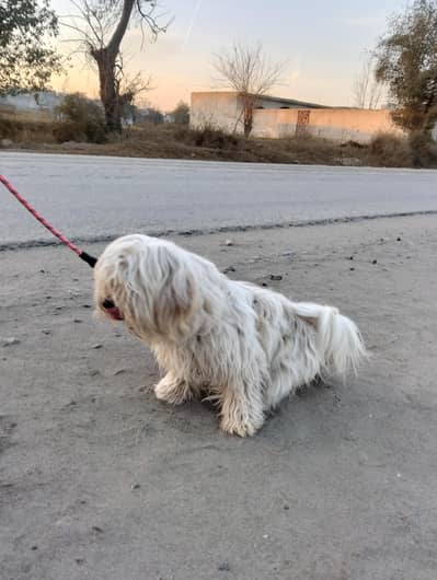 poodle dog