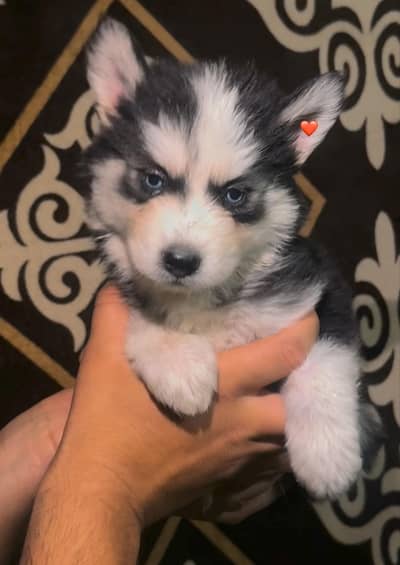 husky puppy