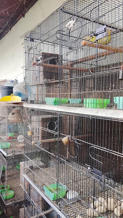 love bird master folding cage for sell