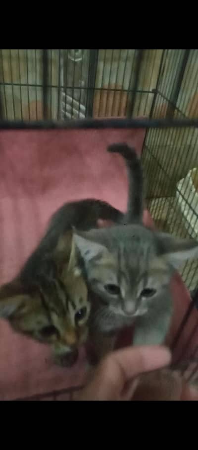 Persian cat pair