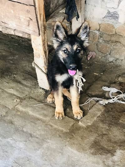 king shehpherd/ german shehpherd 3 month age