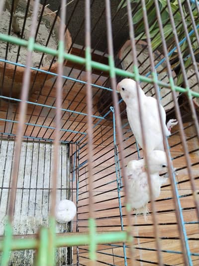 Parrots and Cage for Sale