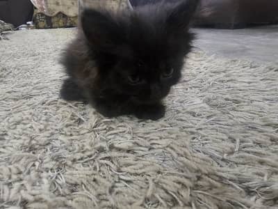 Persian Male Kitten