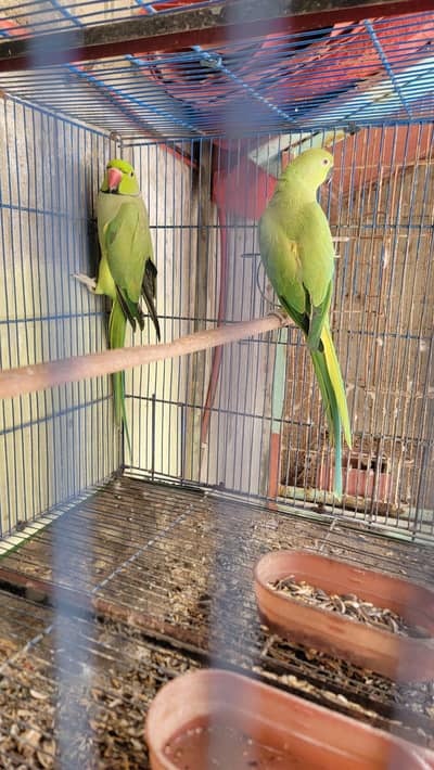 Green Ringneck breeder pair