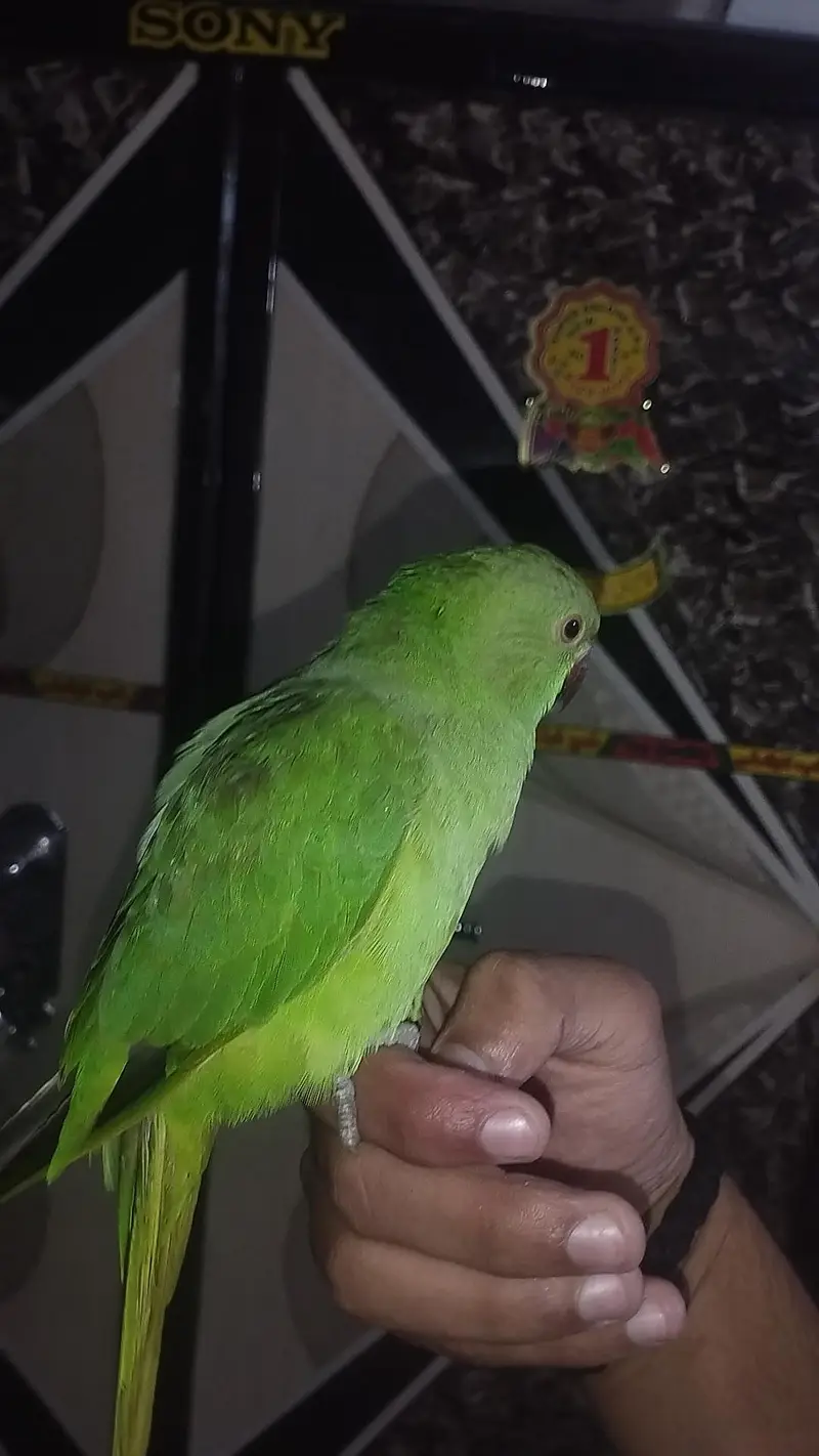 ringneck hand tamed age 4 month fully hand tamed no bite all okay — photo 2